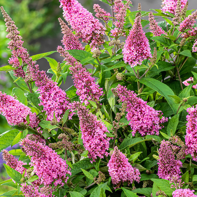 Zwerg-Sommerflieder Butterfly Candy pink ornamental shrub - Bild 1
