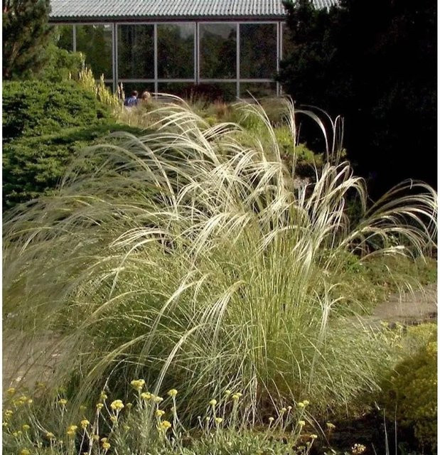 Peruanisches Federgras Stipa ichu grüne Staude für den Freilandgarten von Nr-01.de - Bild 1