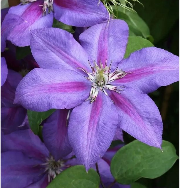 Clematis Waldrebe Mrs Nelly Thompson in Blau und Violett, 60-80 cm Höhe - Bild 1