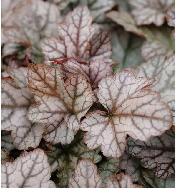 Heucherella tiarelloides Purpurglöckchen Quicksilver Bodendecker in Silber - Bild 1