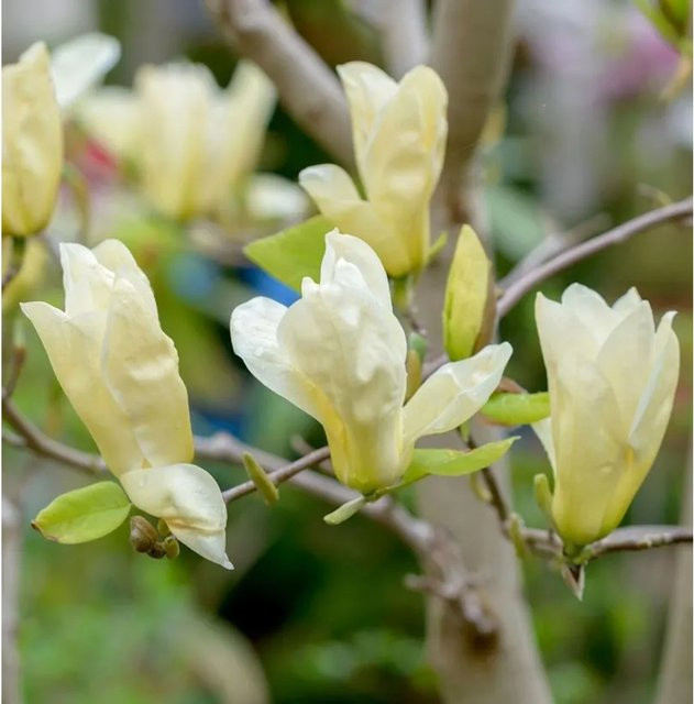 Magnolia Petit Chicon Zierstrauch von Nr-01.de in Weiß und Gelb, Höhe: 60-80 cm - Bild 1