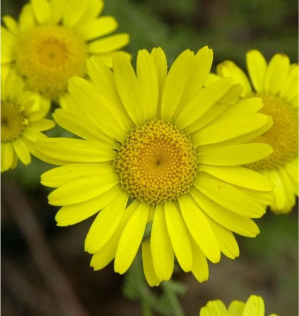 Färberkamille Kelwayi Anthemis tinctoria gelbe Staude im Topf von Nr-01.de - Bild 1