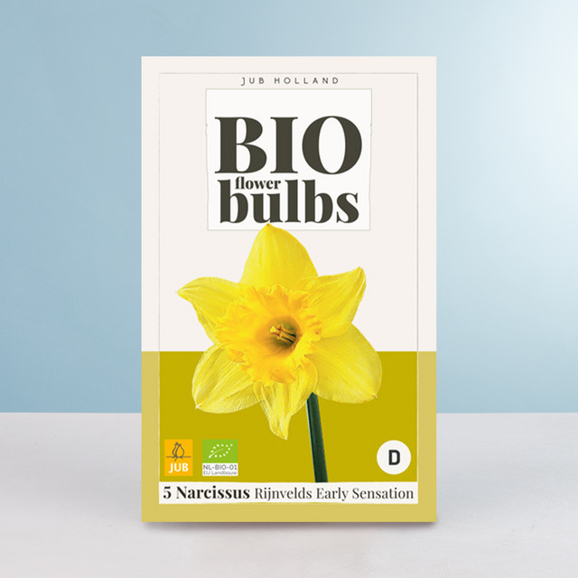BIO Narzisse Rijnvelds Early Sensation Blumenzwiebeln von BLUME2000 (5 Stück) - Bild 1