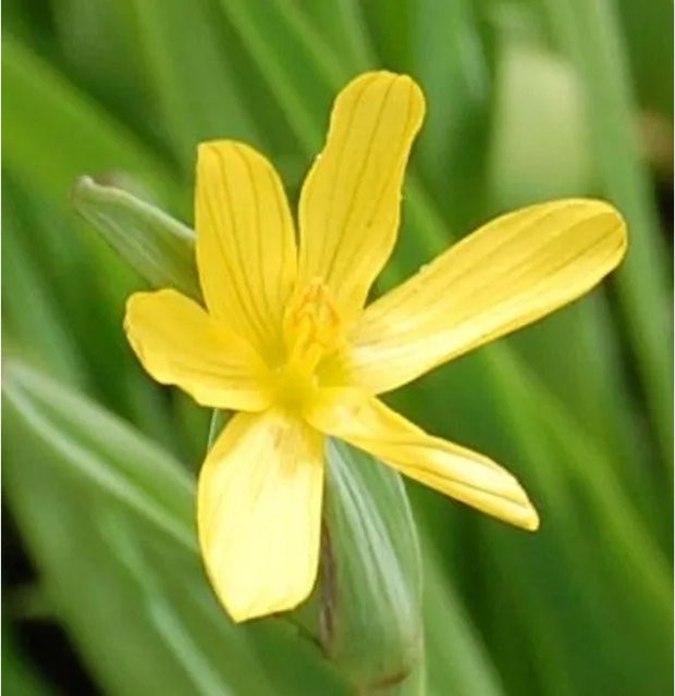 Gelbe Binsenlilie Sisyrinchium californicum als mehrjährige Gartenpflanze - Bild 1