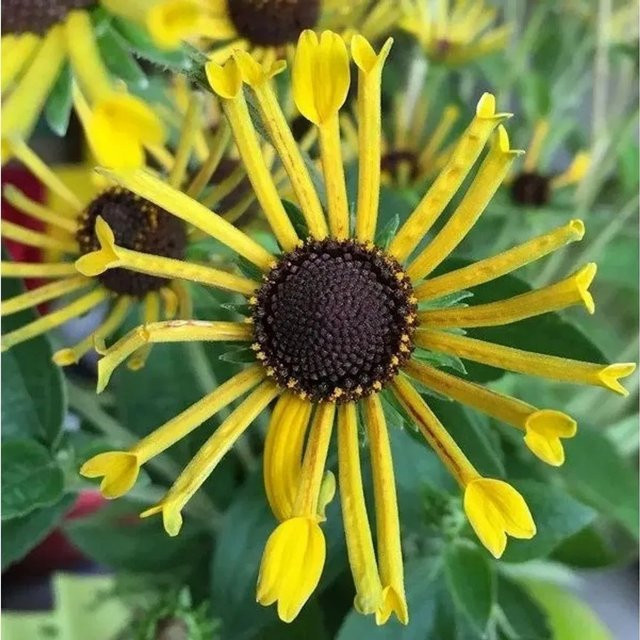 Rudbeckia subtomentosa Sonnenhut gelb als mehrjährige Pflanze von Nr-01.de - Bild 1
