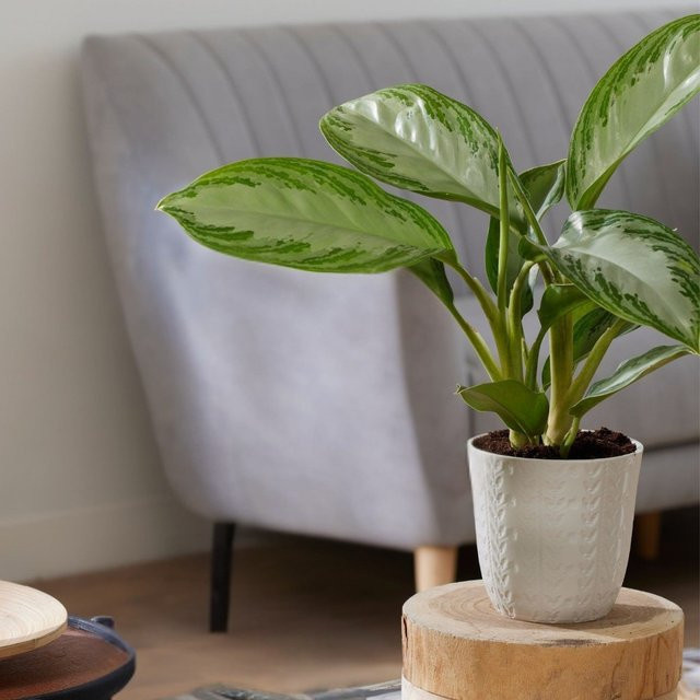 Aglaonema Kolbenfaden Silver Bay Zimmerpflanze in Silber und Grün - Bild 1