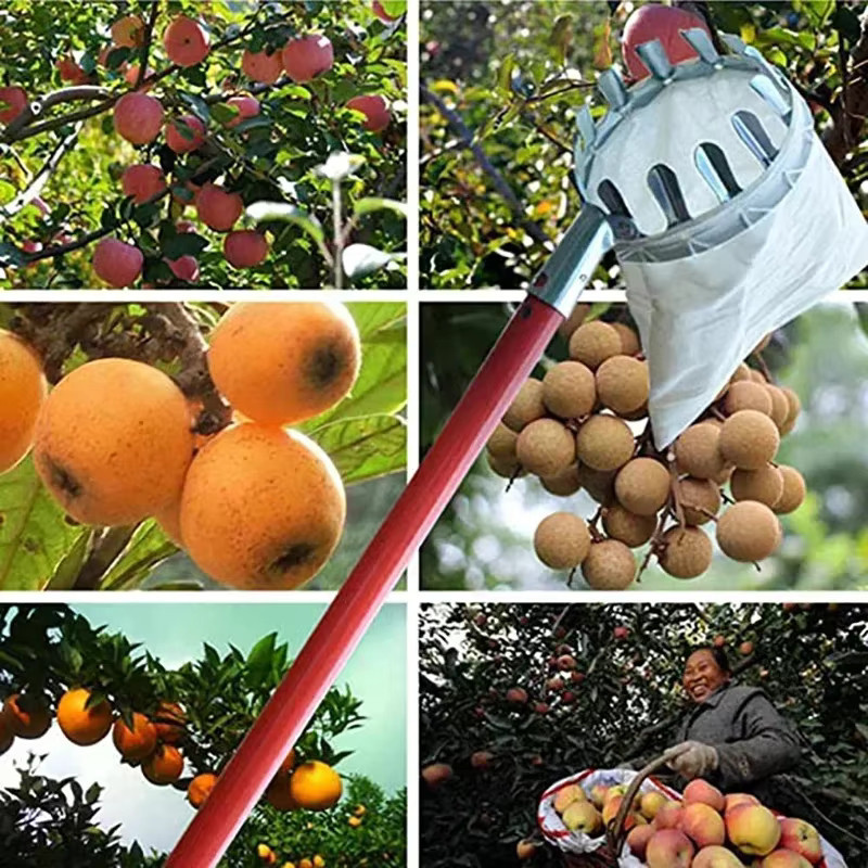 Obstpflücker mit Fang-Sammelbeutel für große Höhen zur Ernte von Jujube, Walnuss und Kaki - Bild 3