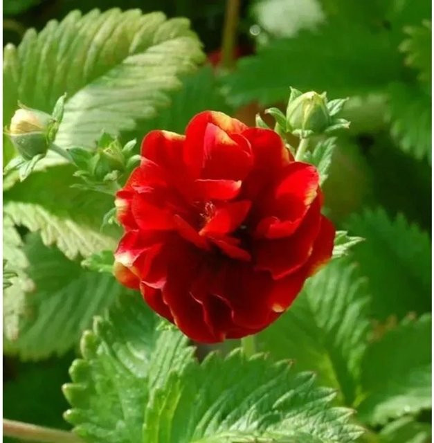 Fingerkraut Arc-en-Ciel Potentilla cultorum als mehrjährige Staude und Bodendecker für Steingärten und Naturgärten - Bild 1