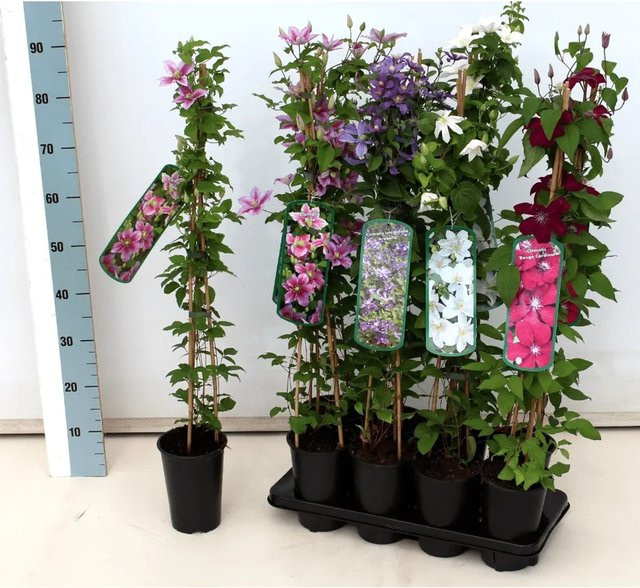 Clematis Viticella Italienische Waldrebe violette Kletterpflanze für den Garten und Außenbereich - Bild 1