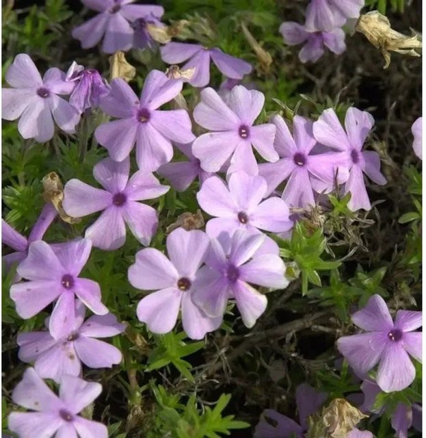 Phlox douglasii Lilac Cloud Niedrige Flammenblume lila Bodendecker von Nr-01.de - Bild 1