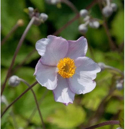Japanische Herbstanemone Septembercharm Anemone hupehensis als winterharte Staude für deinen Stauden- oder Bauerngarten