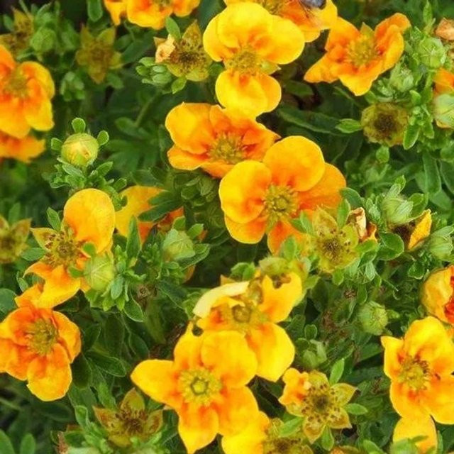 Arborix Fingerstrauch Mango Tango Potentilla fruticosa mit orangefarbenen Blüten im Container - Bild 1