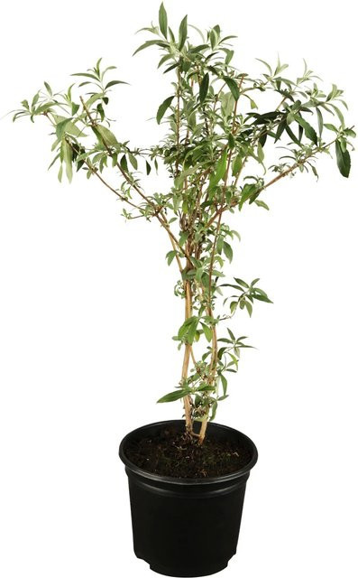 Buddleja Sommerflieder Blau von OBI als Zierstrauch in Höhe ca. 10 - 20 cm - Bild 1