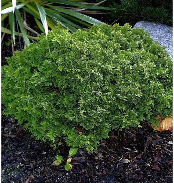 Scheinzypresse Tama Himuro Chamaecyparis pisifera gelbgrün 25-30 cm - Bild 1