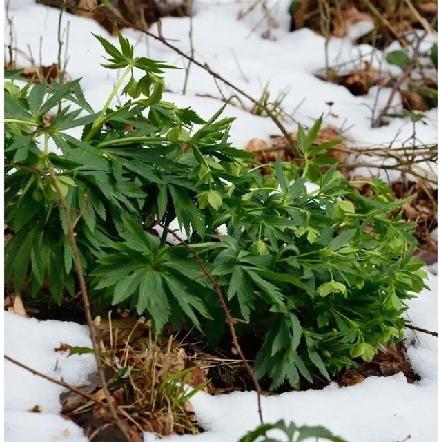 Vielblütiger Nieswurz Helleborus multifidus als grüne mehrjährige Pflanze von Nr-01.de - Bild 1