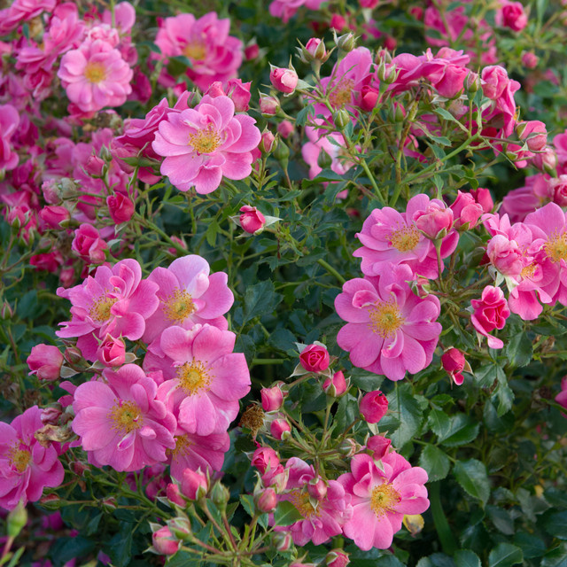 Bodendeckerrose Bienenweide Rosa von BLUME2000, wurzelnackte Beetrose in Rosa - Bild 1