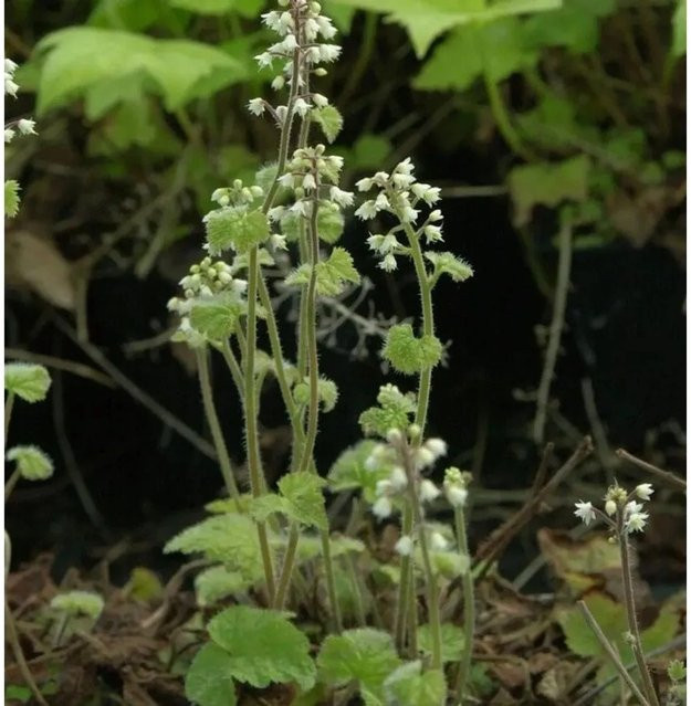 Tiarella polyphylla Herzblättrige Schaumblüte Filigram - Weiße Staude als Bodendecker für den Garten - Bild 1