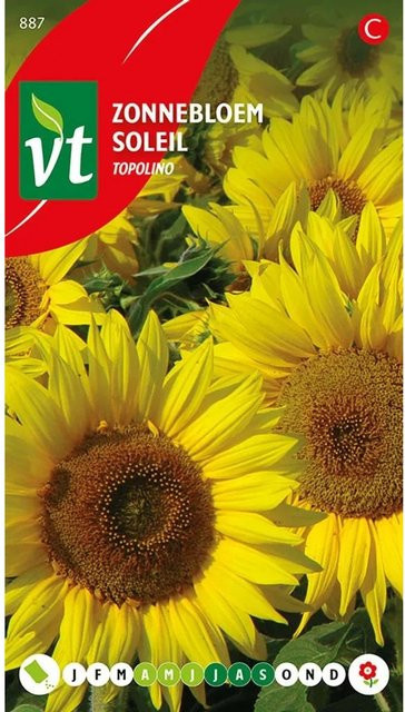 Sonnenblume Topolino Samen von arborix für große Blüten, ca. 1 g - Bild 1