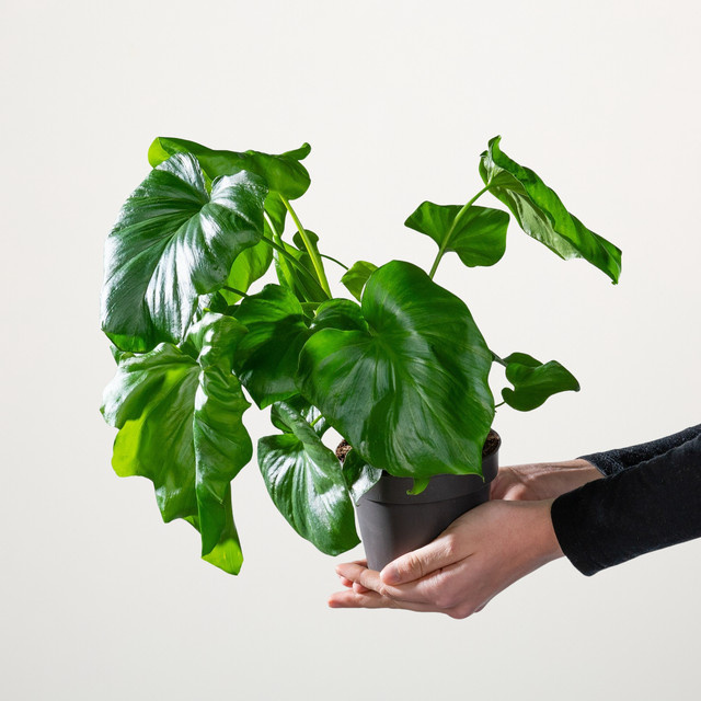 BIO Philodendron Selloum in Grün von BLUME2000 - Bild 1