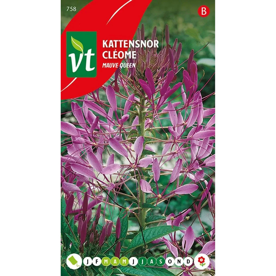 Arborix Spinnenblume Mauve Queen Samen für Garten und Beet, duftend, 0,5 g - Bild 2