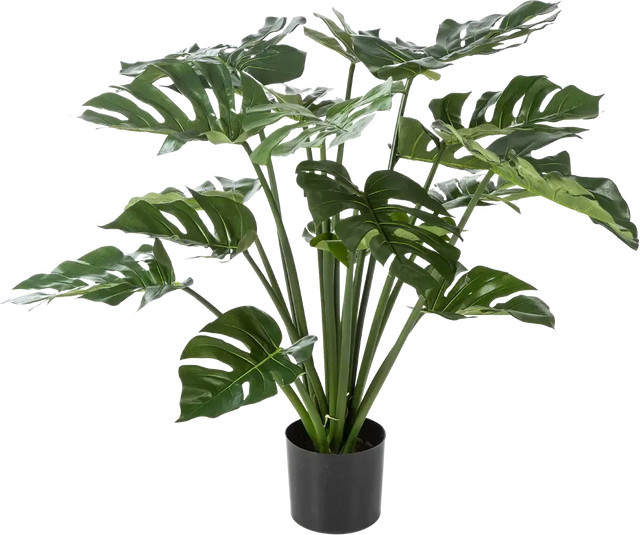 Künstliche Monstera Pflanze Thilo von Aplanta, grün, Höhe: 80 cm - Bild 1