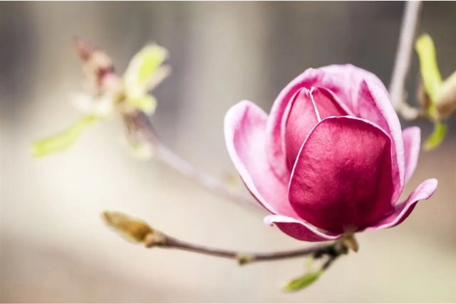 Magnolia Soulangiana Tulpenmagnolie Genie Pflanzen für dich, Höhe: 60-80 cm - Bild 1