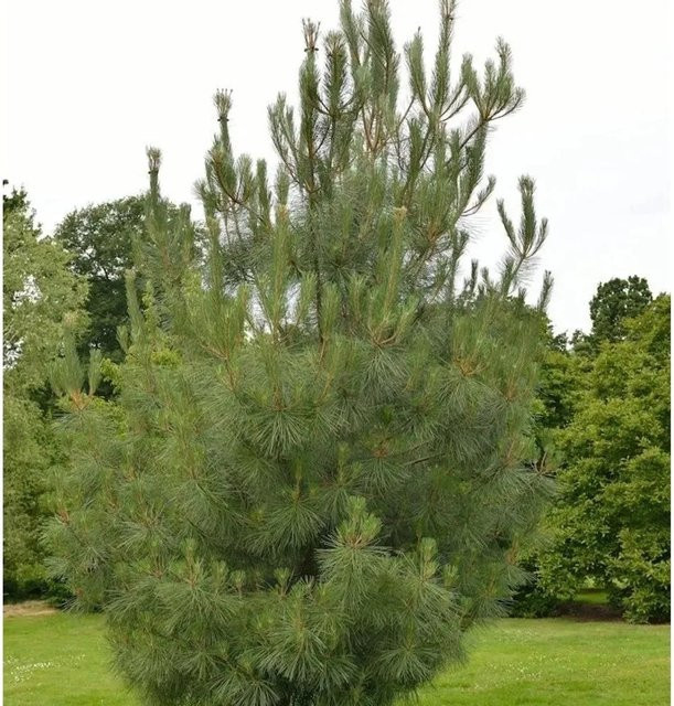 Strandkiefer Pinus pinaster als Solitärbaum in Grün, Höhe: 100-125 cm - Bild 1
