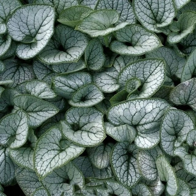 Brunnera macrophylla Silver Lace Kaukasus-Vergissmeinnicht als silberfarbener Bodendecker und Staude - Bild 1