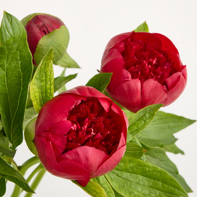 Blume2000 Rote Pfingstrosen - Bild 1