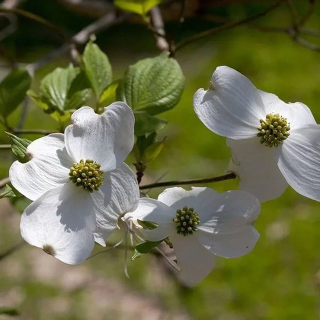 Arborix Blumen-Hartriegel Cornus florida als Frühlingsblüher im Container, Farbe: Rot und Weiß, Höhe: 50 bis 60 cm - Bild 1