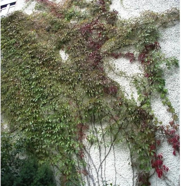 Mauerkatze Engelmann Parthenocissus quinquefolia Kletterpflanze zur Begrünung in Grün - Bild 1