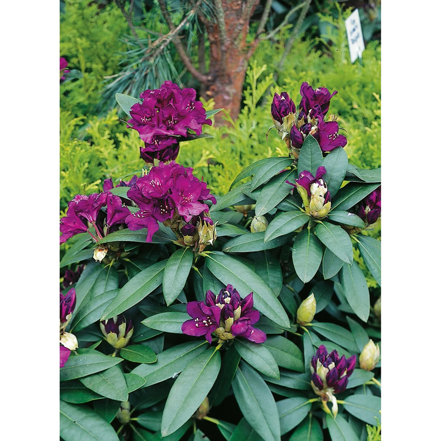 GROW by OBI Rhododendron-Hybride Polarnacht in Schwarzviolett, Höhe ca. 20-30 cm, 5l Topf - Bild 2