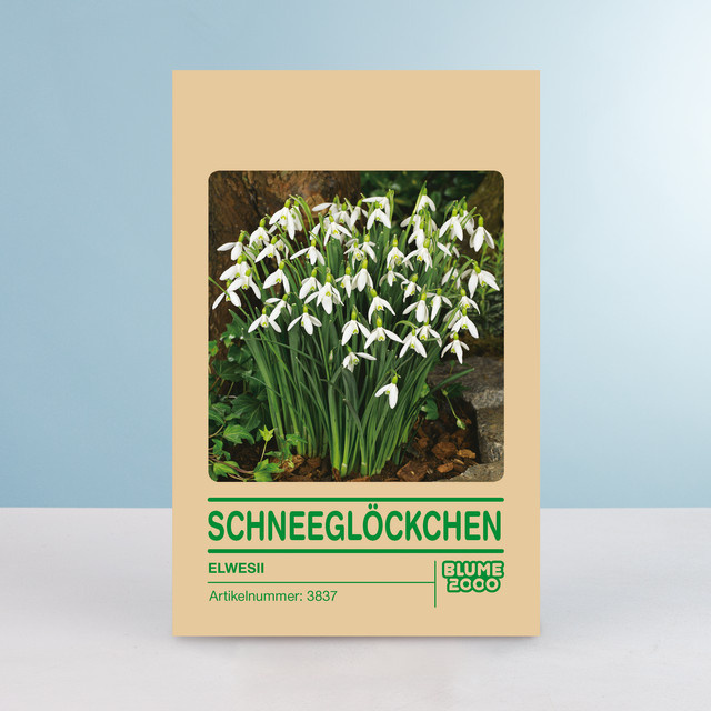 Schneeglöckchen Elwesii von BLUME2000, 10 Stück - Bild 1