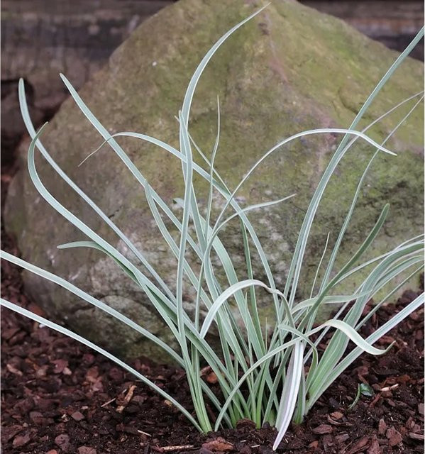 Zimmerknoblauch Tulbaghia violacea Pflanze für den Innenbereich - Bild 1