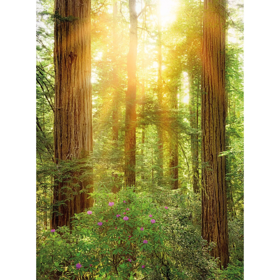 Komar Fototapete Redwood Vlies Multicolor B: 200 cm, H: 260 cm - Bild 2