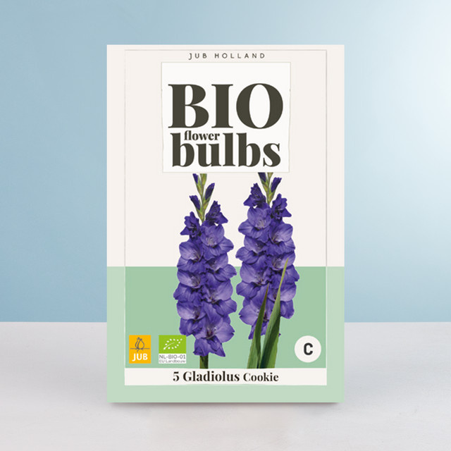 BIO Gladiole Cookie Knollen für Gartenbeete, Kübel und Balkon, 5 Stück - Bild 1