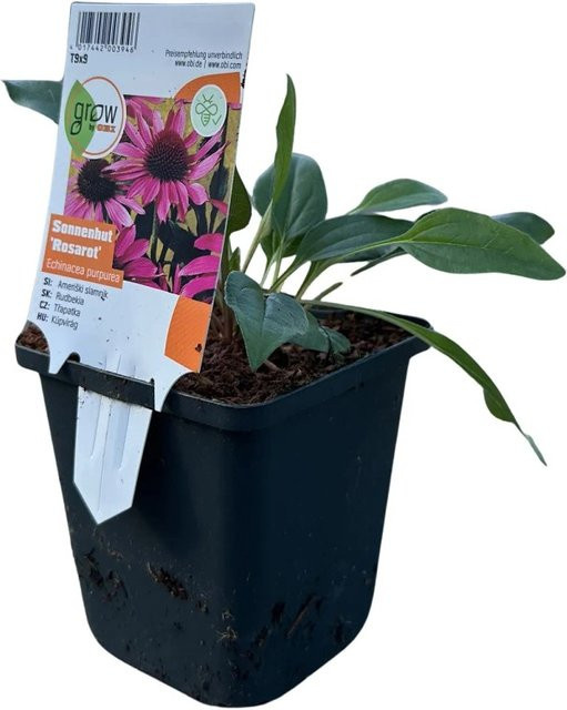 GROW by OBI Purpursonnenhut Echinacea purpurea Rot pflegeleichte Staude im Topf - Bild 1