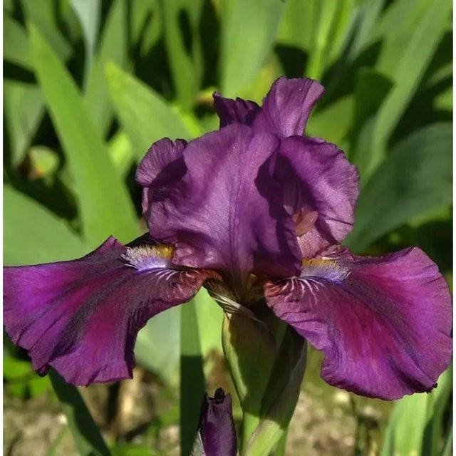 Zwergschwertlilie Pastel Charm Iris barbata nana in Lila als Beetpflanze für Steingärten - Bild 1