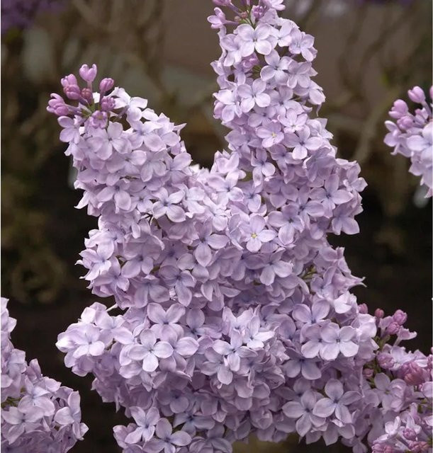 Edelflieder Syringa vulgaris Michael Buchner in Violett und Weiß, 60-80 cm - Bild 1