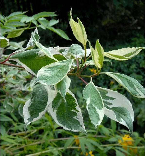 Weißbunter Hartriegel Cornus alba in Weiß und Grün von Nr-01.de, Höhe: 80-100 cm - Bild 1