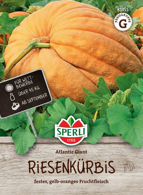 SPERLI Riesenkürbis-Samen Atlantic Giant, Sorte Orange - Bild 1