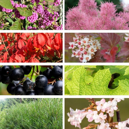 Pflanzen-Set Herbstliche Farbvielfalt von Mein schöner Garten Shop mit 8 bunten Hortensien für den Garten und Außenbereich