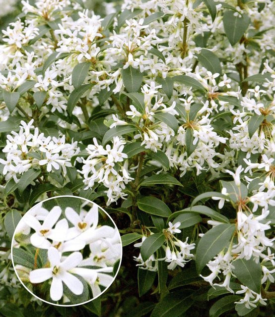 Immergrüne Duftblüten-Hecke Osmanthus - Bild 1