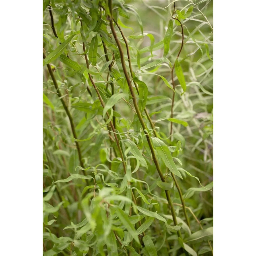 Salix Matsudana Tortuosa Korkenzieher-Weide als Zierstrauch und Baum, grün, Höhe: 60–100 cm - Bild 2