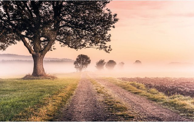 Komar Fototapete Vlies Misty Morning B: 400 cm, H: 250 cm - Bild 1