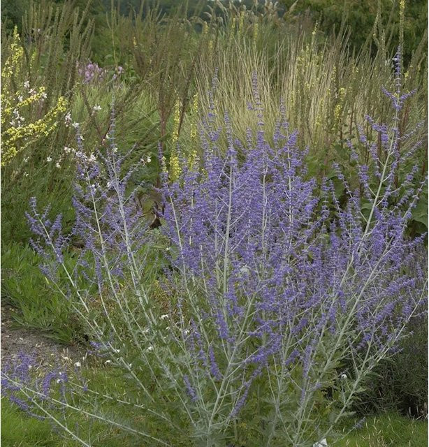 Perovskia abrotanoides Blauraute Blue Steel ornamental shrub für Garten, Balkon und Terrasse - Bild 1