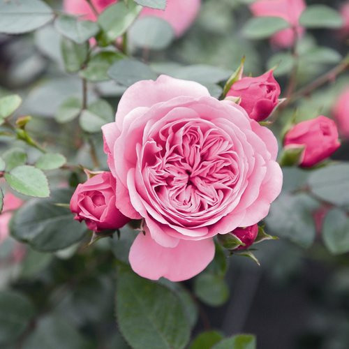 ROSEN TANTAU Kletterrose Starlet Eva mit rosa Blüten für den Garten und Außenbereich - Bild 1