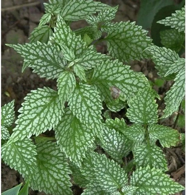 Goldnessel Silberteppich Lamiastrum galeobdolon Bodendecker in Grün - Bild 1