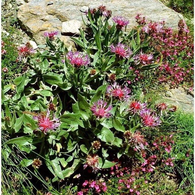 Bergflockenblume Rosea Centaurea montana in Pink von Nr-01.de - Bild 1