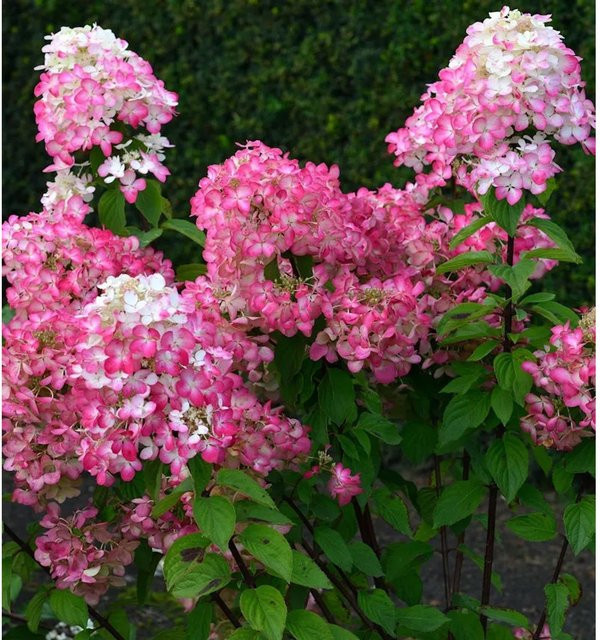 Rispenhortensie Bloody Merry Hydrangea paniculata in Weiß, Rosa, Dunkelrot und Pink, Höhe: 40-60 cm - Bild 1